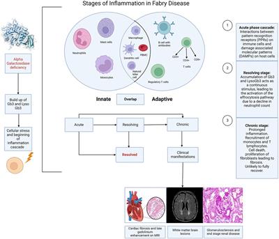 Inflammation in Fabry disease: stages, molecular pathways, and therapeutic implications